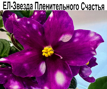 ЕЛ-Звезда Пленительного Счастья (Ерёменко Л.)