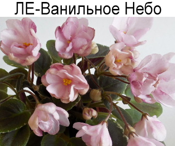 ЛЕ-Ванильное Небо (Лебецкая)