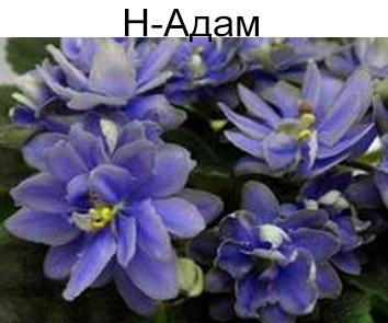 Н-Адам  (Бердникова)