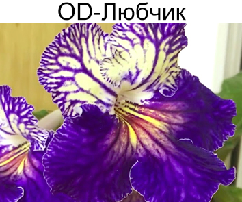 ОД-Любчик (Н.Стоянов)