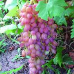 Vinograd-plodovyj-Kishmish-luchistyj-1-sht-Poisk-bessemyannye-sorta