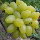 Vinograd-plodovyj-Garold-1-sht-Poisk