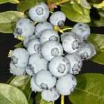 Голубика высокорослая Дюк (Дук), 1 шт (Поиск)