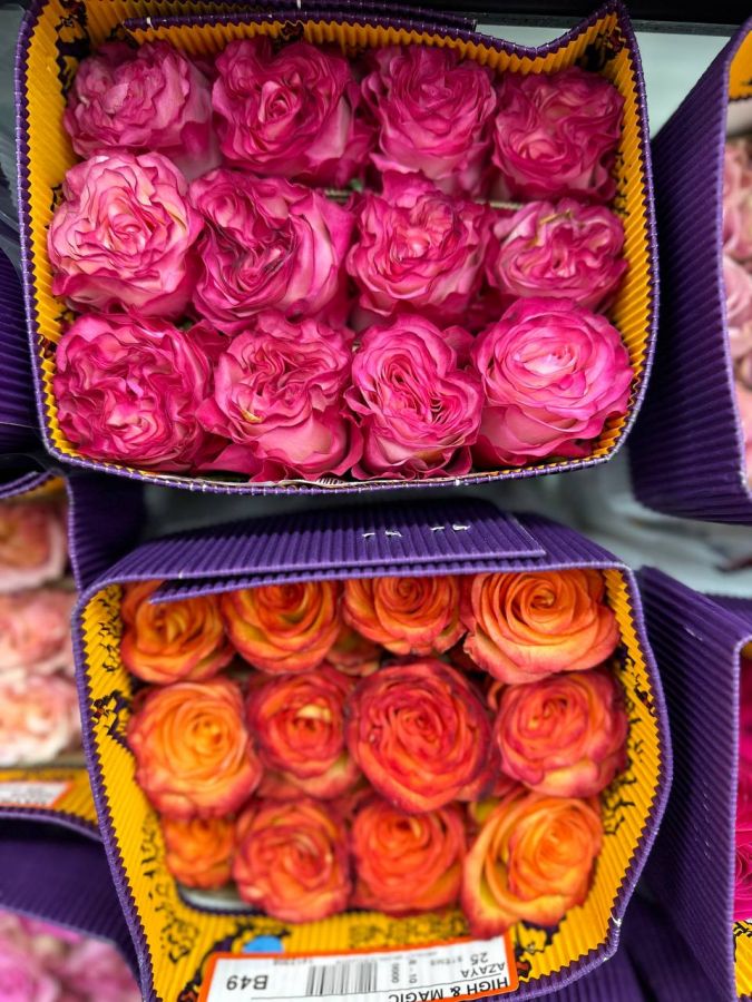 Роза микс 50 см