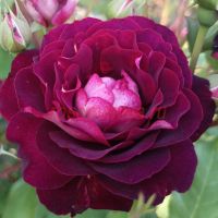 Леа Мэж (Lea Mege)