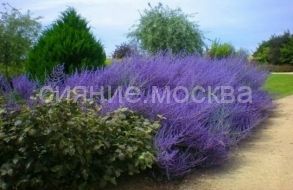 Перовския лебедолистная Блу Спайр/уп 1 шт/ Поиск