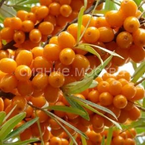 Облепиха Фрисдорфер Оранж (Friesdorfer Orange) (Поиск) ,1 шт