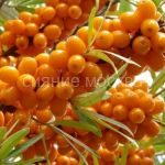 Oblepiha-Frisdorfer-Oranzh-Friesdorfer-Orange-Poisk-1-sht