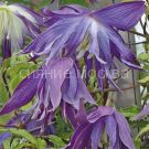 Klematis-botanicheskij-Lyuks-knyazhik-Blyu-Syurprajz-Blue-Surprise-1-sht-Poisk