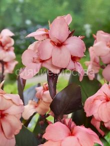 Канна Шайнинг Пич, 1 шт., Колорлайн