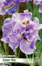 Iris-Sibirskij-Heving-Fan-Having-Fun-1-sht-Flora-Selekt