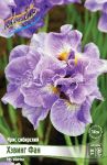 Iris-Sibirskij-Heving-Fan-Having-Fun-1-sht-Flora-Selekt