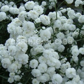 Гипсофила метельчатая Бристол Фэйри/уп 1 шт/ Поиск