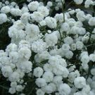 Gipsofila-metelchataya-Bristol-Fejri-up-1-sht-Poisk