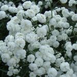 Gipsofila-metelchataya-Bristol-Fejri-up-1-sht-Poisk