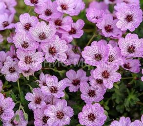 ГЕРАНИУМ БАЛЕРИНА, 1 шт (Флора Селект)