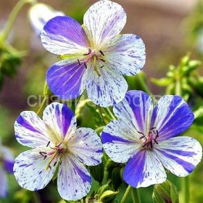 ГЕРАНИУМ СПЛИШ СПЛЭШ, 1 шт (Флора Селект)