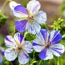 GeRANIUM-SPLISh-SPLeSh-1-sht-Flora-Selekt