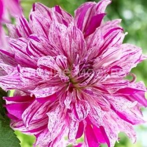 Георгина Тайхейо, 1 шт., Колорлайн