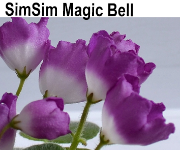 SimSim Magic Bell