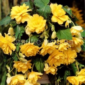 Бегония Каскад Пендула Желтая, 4/5, 2 шт., Колорлайн