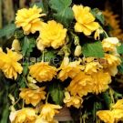 Begoniya-Kaskad-Pendula-Zheltaya-4-5-2-sht-Kolorlajn