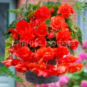 Бегония Каскад Пендула Алая, 4/5, 2 шт., Колорлайн