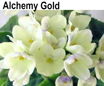 Alchemy Gold