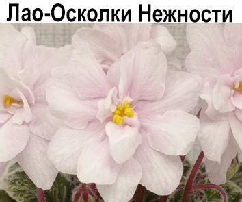 Лао-Осколки Нежности