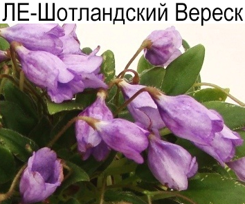 ЛЕ-Шотландский Вереск (Лебецкая)