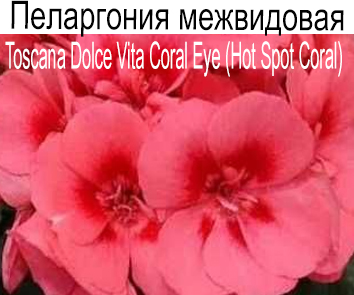 Пеларгония межвидовая Toscana Dolce Vita Coral Eye