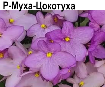 Р-Муха Цокотуха