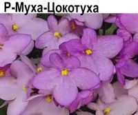 Р-Муха Цокотуха