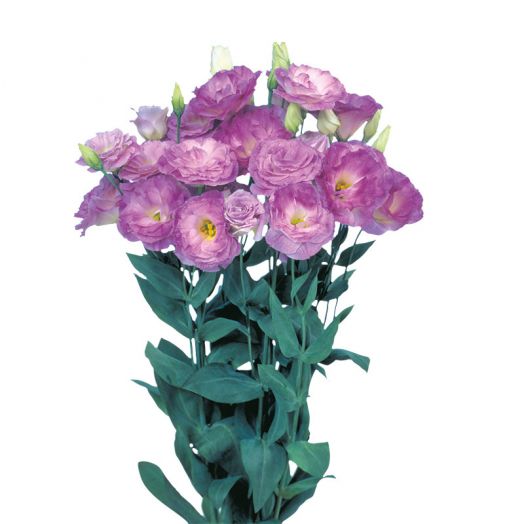 Эустома(Лизиантус) махровая (Eustoma grandiflorum) Mariachi Misty Blue, 50 драже