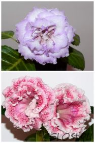 ЕН-Зима Улыбается/ЕН-Болеро