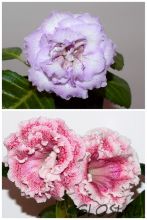 ЕН-Зима Улыбается/ЕН-Болеро