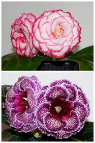 ЕН-Молодильные Яблочки/ЕН-Белиссимо