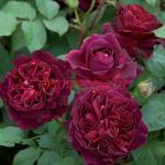 Манстед Вуд (Munstead Wood)