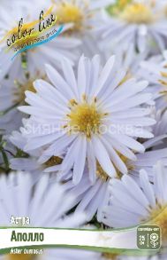 Астра Аполло, 1 шт (Colorline)