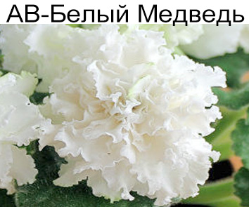 АВ-Белый Медведь