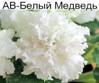 АВ-Белый Медведь