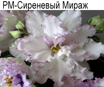 РМ-Сиреневый Мираж (Скорнякова)  НОВИНКА КАТАЛОГА