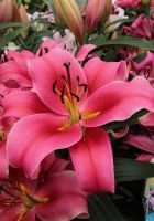 Импрато (ОТ)