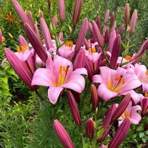 ПИНК ПЛАНЕТ (трубчатая)  ЛИЛИЯ