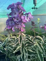 Даша Азарова флокс метельчатый