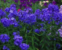 Блю Парадиз метельчатый флокс