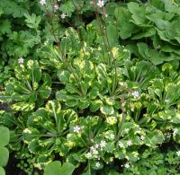 КАМНЕЛОМКА ТЕНЕВАЯ ВАРИЕГАТА