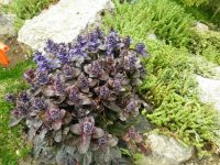 Живучка полз. Атропурпуреа 300Р