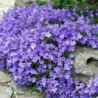 Колокольчик портеншлага