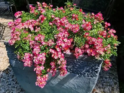 Роза Кьюти Пай мини